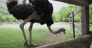 Une autruche passe devant un poteau : vidéo de stock (100 % libre de droit) 3834073393 | Shutterstock