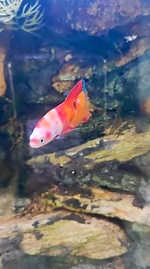 Meet Candy 🍭 the Betta ☺️ #aquascape #BettaTank #Betta #Fightingfish | CHASE Aquatics