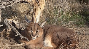 4.2K views · 328 reactions | Caracal Medusa looking a bit grumpy and impatiently waiting for staff to start feedings. She really only seems to gravitate toward fellow caracal Hantara, trying to snuggle under bushes with him whenever he will let her, and doesn't seem to really care for her female enclosure mates. | Safe Haven Wildlife Sanctuary | Facebook