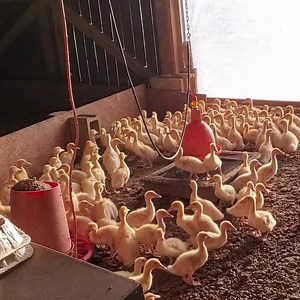 💥METZER FARMS CUSTOMER SPOTLIGHT: KEISERS PHEASANTRY💥 Check out this GOOD-LOOKIN’ Pekin flock raised by Metzer Farms friend & customer, Earl Keiser. Earl raises pastured poultry out of Glen Rock, Pennsylvania, and then sells the meat to high end restaurants and private parties in the Philadelphia area. Not only does Earl raise ducks, he also specializes in pheasants, chickens and guinea hens. He is a long time customer of ours and we appreciate his support and his continued loyal business with