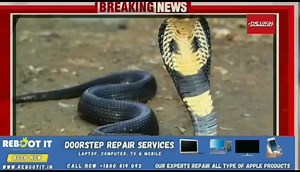 2.3K views · 50 reactions | #snakepoison #venom #snakevenom #bsf #westbengal | TLJ The Local Journalist | Facebook