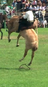 17K views · 343 reactions | Nueva jineteada! @carlitos_lalli en “El Jirafales” por @fiestadeltalar ▪️. #campo #caballos #jineteada #gaucho | Todo Caballos | Facebook