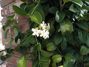 Stephanotis - Alchetron, The Free Social Encyclopedia