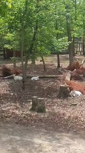 2.8K views · 42 reactions | 3 beautiful Albino deer! | Joseph Rudy Rullo | Facebook