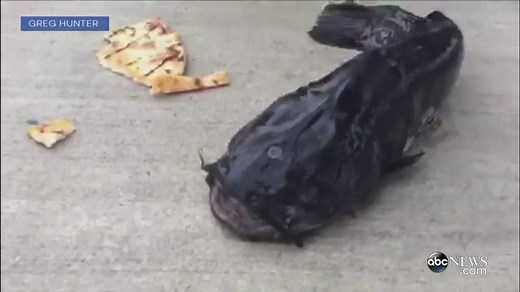 Three-Eyed Catfish Caught at Brooklyn Superfund Site, Man Claims