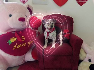 Fancy Pets on Reels | Facebook