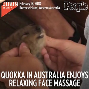 125K views · 1.2K reactions | This quokka is living its best, most relaxed life. | People | Facebook