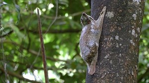 Adult Colugo Sunda Flying Lemur Sitting Stock Footage Video (100% Royalty-free) 16239385 | Shutterstock