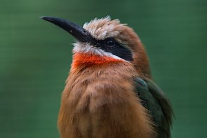 San Diego Zoo Safari Park Welcomes 105th White-Fronted Bee-Eater Chick