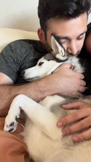 Siberian Husky Enjoying Affection on Couch