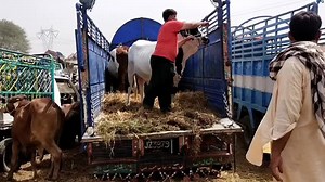 2.5K views · 139 reactions | Beautiful Heavy Weight Bachryy in Multan Mandi 30/05/2021 | Multan Cow Mandi | Facebook