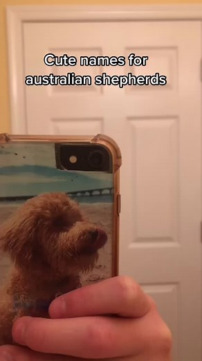 Cute names for Australian shepherds #foryoupage #aussie #australianshepherds #cute #dognames #names #dogs #puppies #fy #fyp