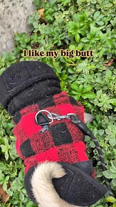 54 reactions · 45 comments | Jacob loves his butt #pug #puglife #babyboy #cute #sexy #kiss #haters #ig #fbreels #pet #dog #papalove #fall2024 | Jacob ThePug Canada | Facebook