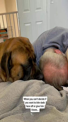 #kisses #TeamofTomorrow #fyp #DuetDoWet #mcdonaldshacks #DIYwithBlock #bowsersworld #pov #dogsofttiktok #petsoftiktok #gentlegiant #bigdogsoftiktok | Bowser the Giant Mastiff