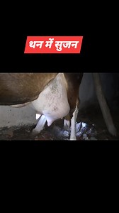 Diagnosis & treatment of udder edema and mastitis ! Dr Ashwani Bassan #vetguruji #veterinary #veterinarian #drumarkhan #mastitistreatment | Vet Guruji