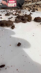 6.2K views · 239 reactions | We Did our first ever belt run at the spectrum sunstone mine! Kyndall was so fast, and she found this beautiful 61.5 karat red, green, and Schiller sunstone. We found a ton of clear stones but only the ones with color were shown at the end.  %100 worth it! Stay tuned for a clip from a day of hard digging. ⚒️ Spectrum Sunstone Mine & Public Dig | That Camping Couple | Facebook