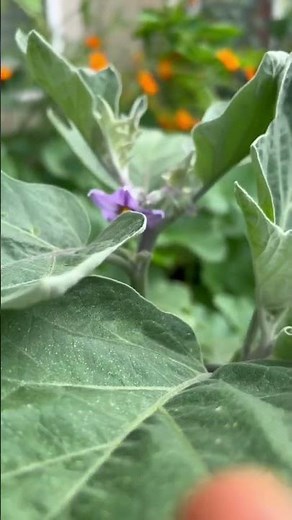 How to hand pollinate Brinjal / Eggplant 🍆 flower #handpollination