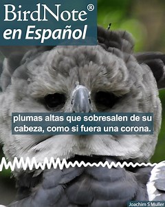 Harpy Eagles spend their lives in tall, remote tropical forests in Central and South America, flying from tree to tree in search of food. The eagles are named for the Harpies of Greek mythology, women with the bodies of birds who, on Zeus’s command, snatched people from the earth. Since it takes many months for a nestling to mature, Harpy Eagles raise a youngster just once every two or three years. Learn more about the Harpy Eagle in Spanish on BirdNote en Español. El águila arpía pasa toda su v
