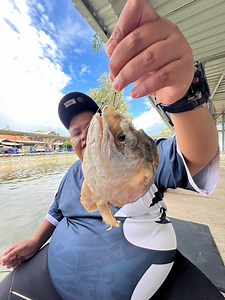 331K views · 5K reactions | Di jepang buat susi di bekasi buat umpan lele 藍 #adunmancing #relixnusantara #mancinglele #umpanlelegacor #mancingviral #oplosankanuragan #relixpesutsg #gembulmancing | Adun Mancing | Facebook