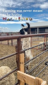 29 reactions | Did you know that the Scottish Blackface sheep likely...