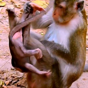 Million pity small baby monkey crying very loud by nasty mother tor-turing | Monkeys Premature