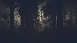 black tree trunk in a dark pine tree forest