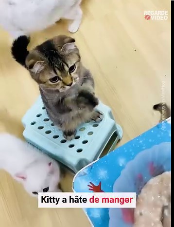 Mon chat me prie " littéralement " que je lui donne à manger 🤣 | RegardeCetteVideo