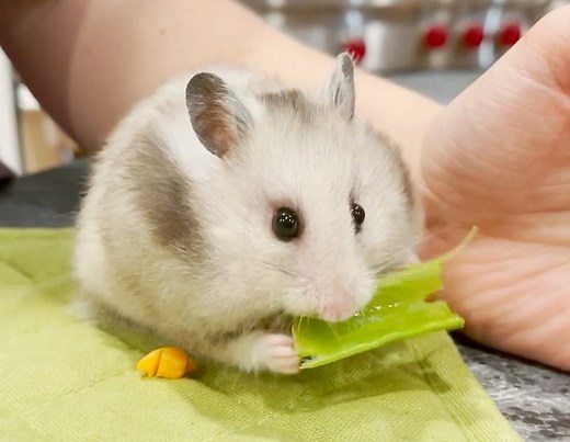 WHERE DOES IT GO?! Hamsters have cheek pouches to carry and store food. It is perfectly fine to feed your hammies veggies. It is good for them and provides fresh vitamins and minerals, not to mention great fiber to help their gut! #hamster #pocketpet #magic #veggies #vetmed #cute | Dr. Melissa Magnuson, The Conscious Vet