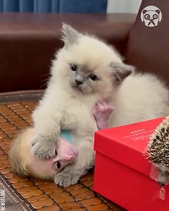 Baby monkey & baby cat playing so cutely | Bored Panda Animals