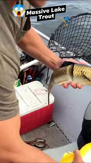 5K views · 99 reactions | Massive Lake Trout! #fishing #troutfishing #bigfish | Daily Fishing Stories | Facebook