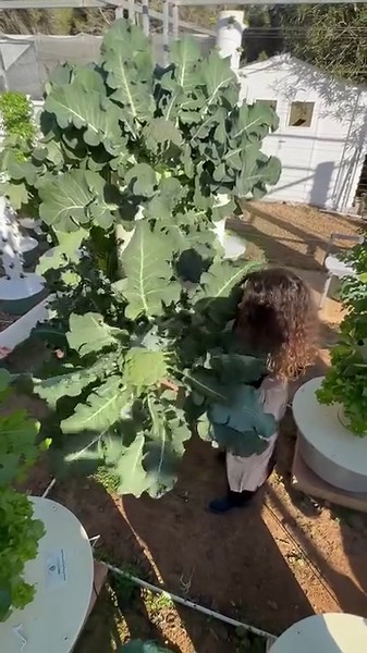 Vertical farming with broccoli on aeroponic towers 🥦. Broccoli is a slow-growing brassica vegetable that can take up to 4 months to reach maturity. #broccoli #verticalfarming #aeroponics #farming #hydroponics #agriculture | Agrotonomy Tower Farms