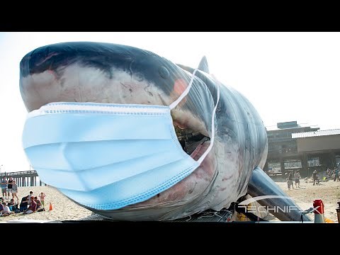 Sharkzilla - Just the Chomps