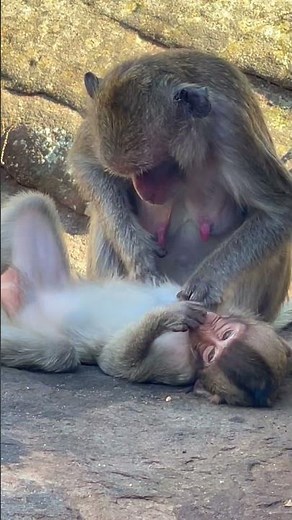 Child be quiet, mother picking up ants. #monkeysr #babymonkey #animals #animallife #viral#cute#funny