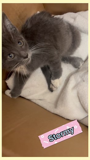 Stormy baby!! Transform lives, one paw at a time! Stormy, our adorable special needs kitty, proves that love knows no bounds. With her unstoppable spirit and endless demand for affection, she reminds us that disabilities don’t define happiness. By welcoming her into your home, you’ll experience a love that surpasses expectations. Don’t hesitate to choose a cat that needs a little extra care – they might be the purrfect match you’ve been searching for! 🌸💜🐾😻 | Saving Grace and Her Furry Friend