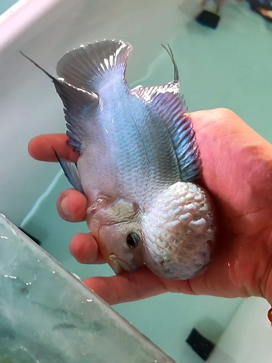 Blue Alien Thai Silk Flowerhorn Fish Care Guide