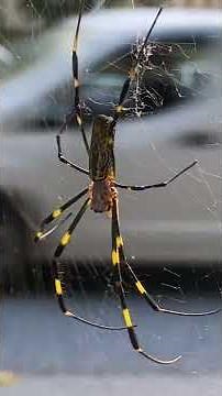 巣の上の女郎蜘蛛 The female spider on the nest