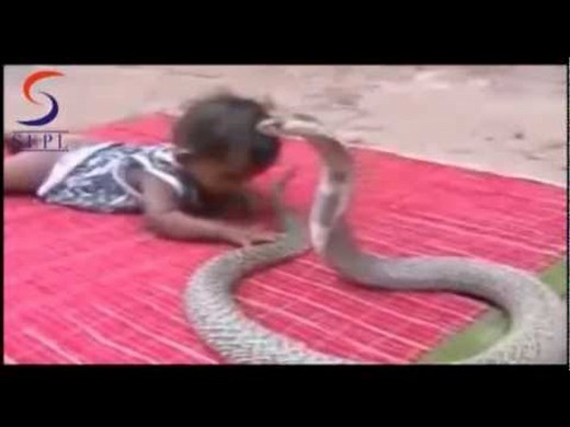REAL !! Baby playing with King Cobra.