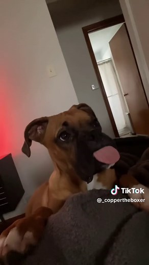 they grow up too fast! #1year #boxerpuppy #boxerdog #boxerdogsoftiktok #dogtok #dogsoftiktok