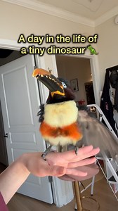 5.8M views · 144K reactions | A day in the life with a pet toucan is...