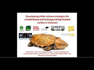 Helping the unique Big Headed Turtle back into the wild!
