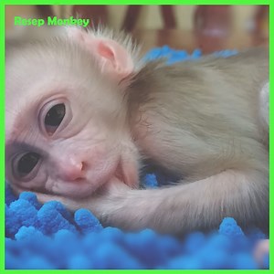 L!kë Ĉhëw!ng Fr!ëd Frög-s Lëgs..! Gang TULU B-l-T-ë Ba!n-s Th!gh Dur!ng Hav!ng Ńap W!th Slv!c | RESEP Monkey