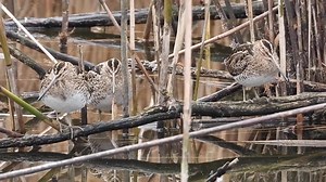 111K views · 2.6K reactions | Unas agachadizas #snipe #agachadiza #comun #humedales #season #bird | Duckhuntingg | Facebook