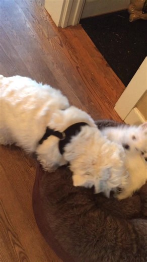 Piper loves her wee little brother even with those razor sharp teeth of his ❤️ | The Piper Chronicles