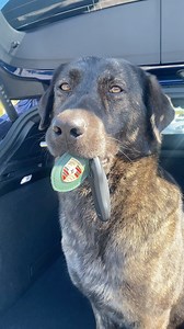 23 reactions | K9 Anytime  BYTES 0070 | K9 Anytime | Facebook