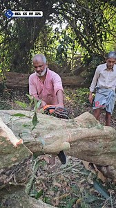 37K views · 417 reactions | Village Woodpecker – Safe Tree Removal Experts  96455 99324 #TreeCuttingKerala #CoconutTreeRemoval #WoodpeckerTeam #ProfessionalTreeWork #Thrissur #TreeWorkSkills #DangerousTreeRemoval #SafeTreeCutting | Village Woodpecker | Facebook