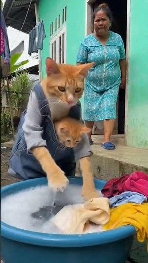 Si oyen kena marah lagi sama majikan Barunya #shortvideo #kucing