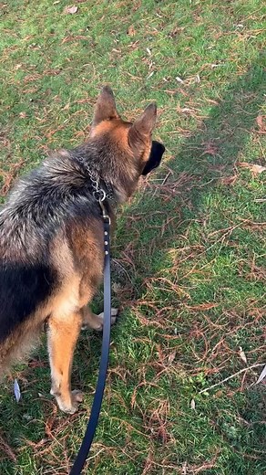 Squirrelie stalking #gsd #germanshepherd #walk #squirrel #friends #fyp | FluffButt Remy