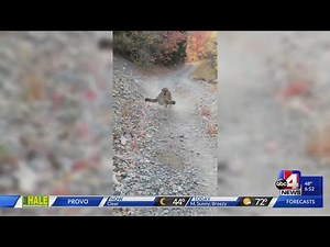 WATCH: 'I just wanted to go on a run': Cougar stalks, pounces at man in a Utah canyon