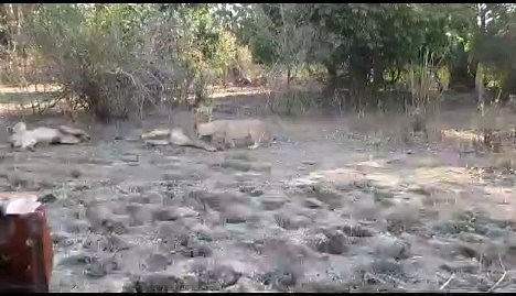 20 reactions | WHAT AMAZING MATING SKILLS THE LION HAS! Lions have...