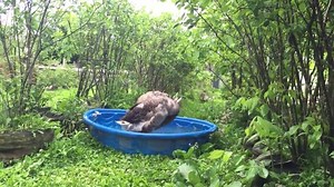 2K views · 146 reactions | The adult version.... | My Family Farm Online | Facebook